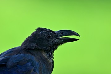 グリーンバックにくつろぐハシブトガラス