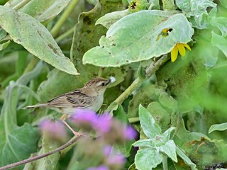 巣作りに大忙しのセッカ