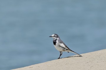 水辺でくつろぐハクセキレイ