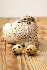 Live quail and eggs on a wooden background - 307550601