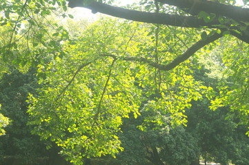 The green foliage of the trees
