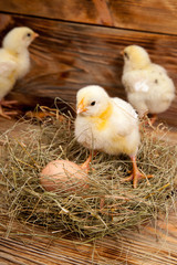 lively little chickens and egg, on wooden background - 307550808