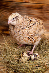 lively little quail and eggs, on wooden background - 307550867