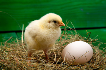 lively little chickens and eggs, on green background