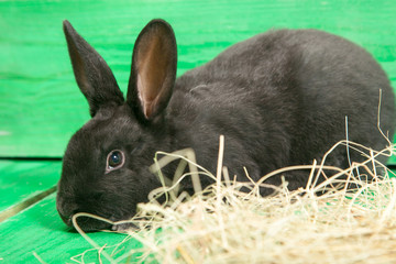 black rabbit on a green wooden background - 307551056