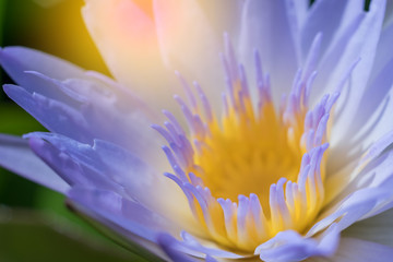 Closeup of purple, white lotus flowers and soft light from the morning light.