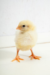 little yellow fluffy chickens and eggs, on a white background - 307551079
