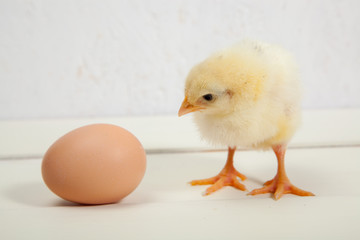 little yellow fluffy chickens and eggs, on a white background - 307551098