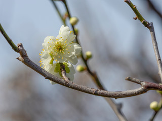 白い梅の花