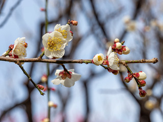 白い梅の花