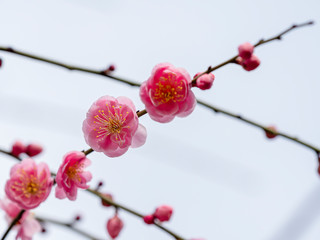 ピンクの梅の花