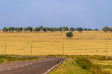 Fototapeta premium Field. Road. Steppe.