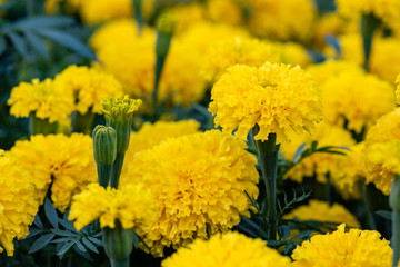 Closed up Marigold Flowers