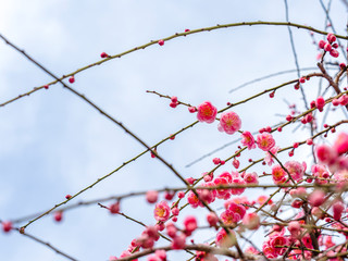 ピンクの梅の花
