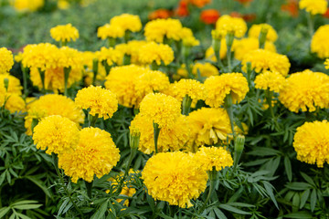 Marigold flower garden