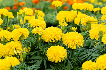 Marigold flowers garden