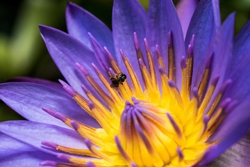 insect on a blue lotus flower