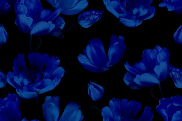 Obrazy na Szkle  Vintage kwiatowy wzór. Piękne wiosenne niebieskie kwiaty tulipany na czarno. Moda tło. Projekt na papier, tapety, opakowania dekoracyjne, tekstylia. Sztuka ilustracji.