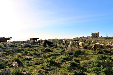Fototapeta na wymiar Beautiful landscape at Dingli Cliffs in Malta a european island