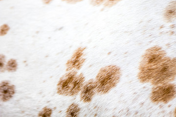 Leopard appaloosa coat