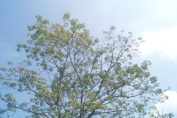 The green foliage of the trees