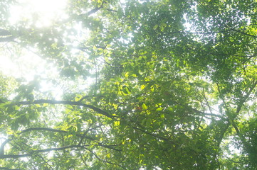 Fototapeta na wymiar The green foliage of the trees