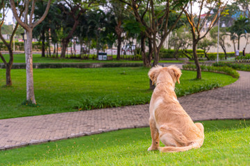 Back view of golden puppy sitting on green grass