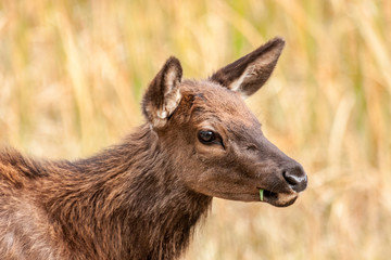 Young Elk Caught With a Piece of Grass