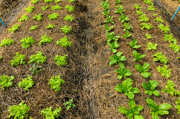 Organic vegetable farm of farmers There are many kinds of vegetables such as Green Oak,  Butterhead, Greencos are totally non-chemical vegetables.