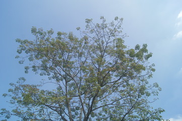The green foliage of the trees