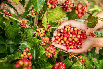 Robusta, Arabica, coffee berries, coffee beans .from Banmuang Coffee Village  Sangkhom District Thailand