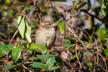 Female house sparrow perched in a bush