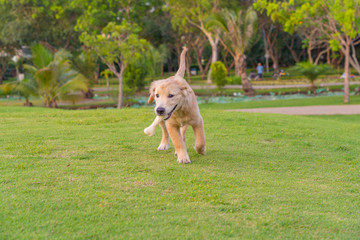 Playful golden puppy with his toy on the mouth 