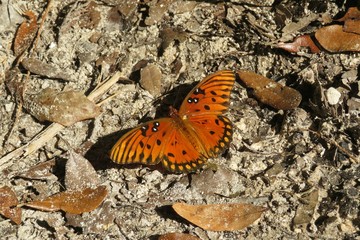 Gulf fritillary butterfly on ground in Florida wild, closeup
