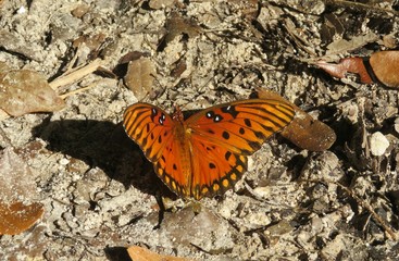 Gulf fritillary butterfly on ground in Florida, closeup