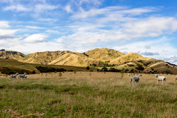 Obraz premium Martinborough Hills, New Zealand