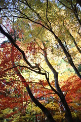 Fototapeta premium 秋