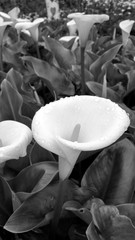 background photo of a blooming flower