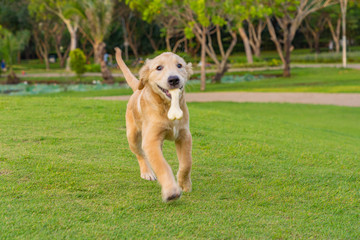 Adorable golden retriever puppy playing with his bone toy
