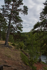 Fototapeta na wymiar The nature of Karelia.Typical Karelian landscape on the island of Valaam: forest of conifers, Lake Ladoga, crag and volcanic rocks. Russia, Karelia