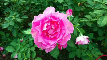 background photo of a blooming flower