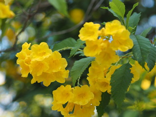 Flower Yellow Elder Magnoliophyta, Angiospermae  Gold Yellow color trumpet flower, ellow elder, Trumpetbush, Tecoma stans blurred of background beautiful in nature Flowering into a bouquet of flowers