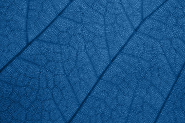 Naklejka na ściany i meble Leaf texture Classic blue color of the year 2020 abstract background