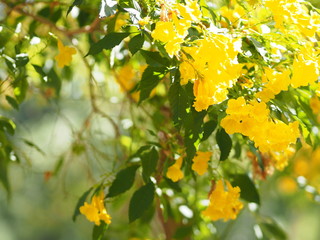 Yellow Elder, Magnoliophyta, Angiospermae of name Gold Yellow color trumpet flower, ellow elder, Trumpetbush, Tecoma stans blurred of background beautiful in nature Flowering into a bouquet of flowers