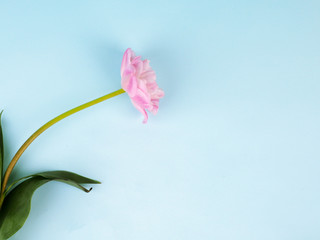 alone pink tulip on blue background with copy space for card