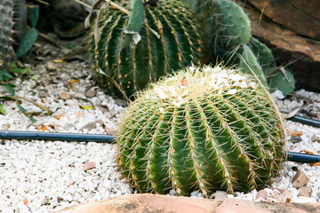 Cactus plant leaves for background