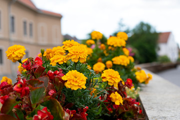 Beautiful marigold flowers