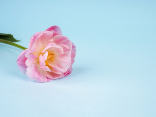Naklejka premium alone pink tulip on blue background with copy space for card