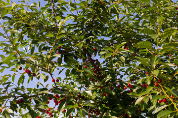 Sour cherry tree