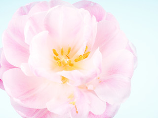 alone pink tulip on blue background with copy space for card